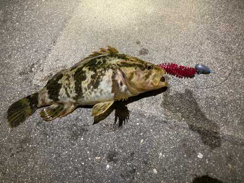 ベッコウゾイの釣果