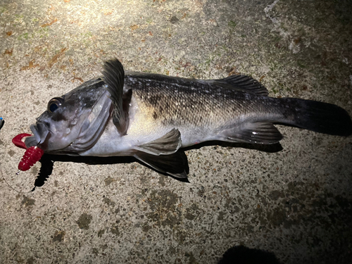 クロソイの釣果