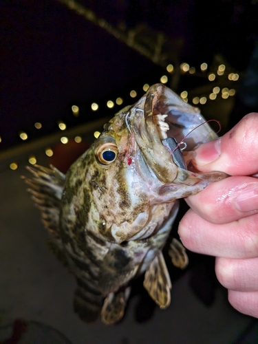 ベッコウゾイの釣果