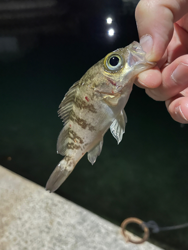 メバルの釣果