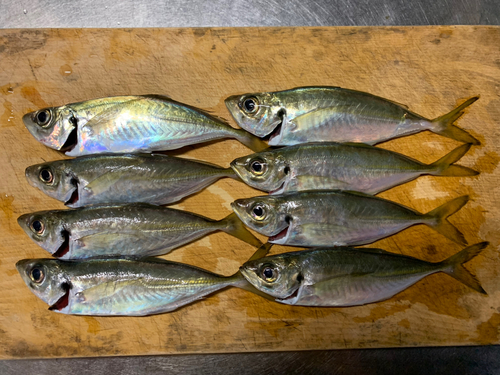 マアジの釣果