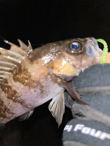 メバルの釣果