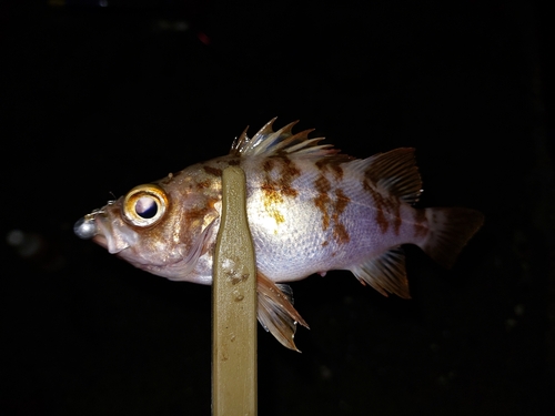 メバルの釣果