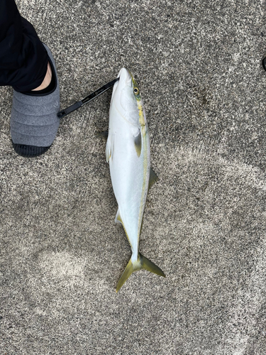 メジロの釣果