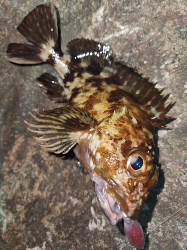 カサゴの釣果