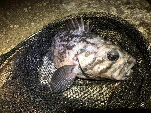 クロソイの釣果