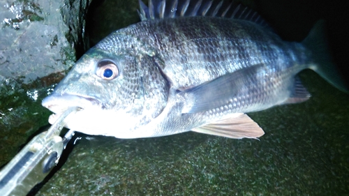 キビレの釣果