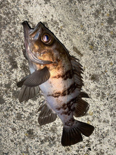 シロメバルの釣果