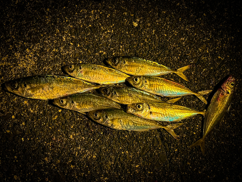 アジの釣果