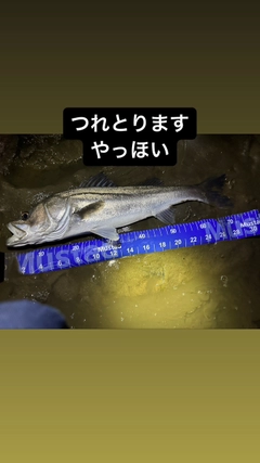 シーバスの釣果