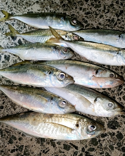 アジの釣果