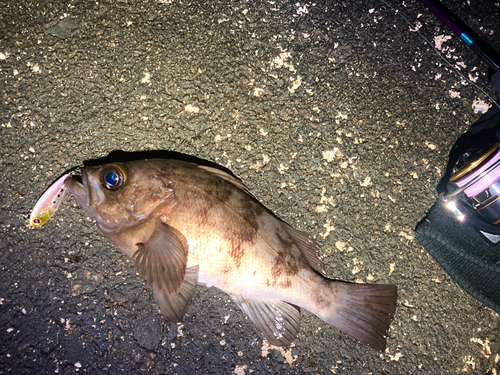 メバルの釣果