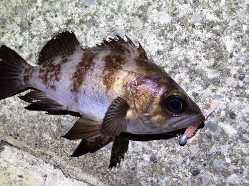 シロメバルの釣果