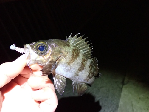 シロメバルの釣果