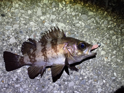 シロメバルの釣果