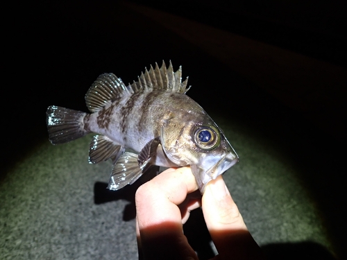 シロメバルの釣果