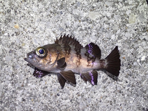 シロメバルの釣果