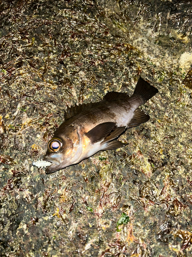 クロメバルの釣果