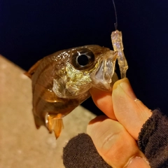 ネンブツダイの釣果