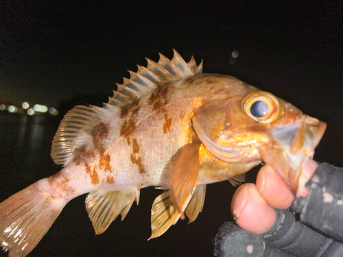 メバルの釣果