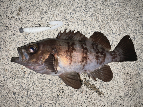 メバルの釣果