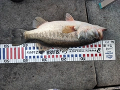 ブラックバスの釣果