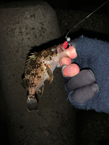 カサゴの釣果