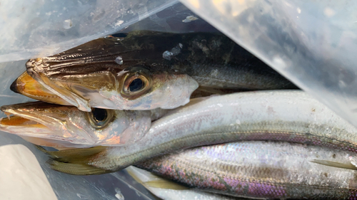 アカカマスの釣果