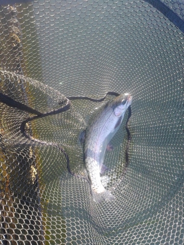 ニジマスの釣果