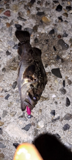 クロソイの釣果