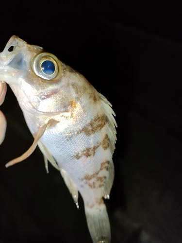 シロメバルの釣果