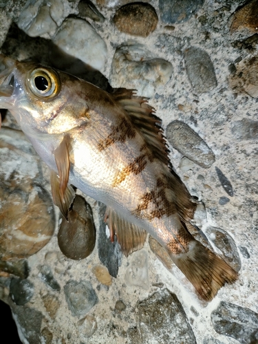 シロメバルの釣果