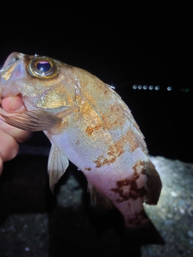 メバルの釣果