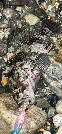 ソイの釣果