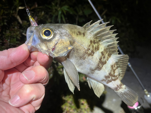 メバルの釣果