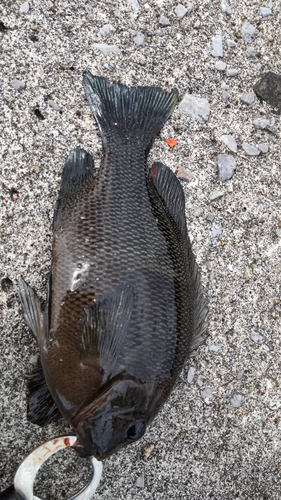 クチブトグレの釣果