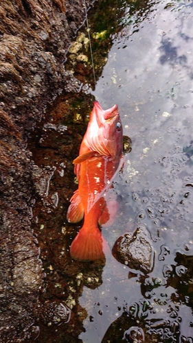 アカハタの釣果