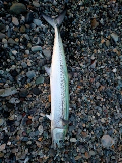 サワラの釣果