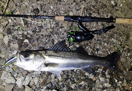 シーバスの釣果