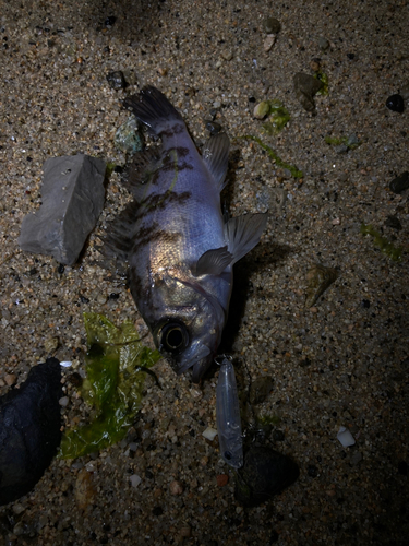 シロメバルの釣果