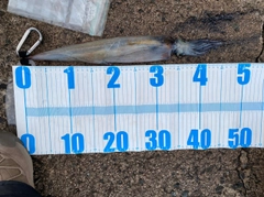 ヤリイカの釣果