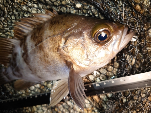 メバルの釣果