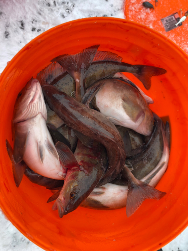 ホッケの釣果