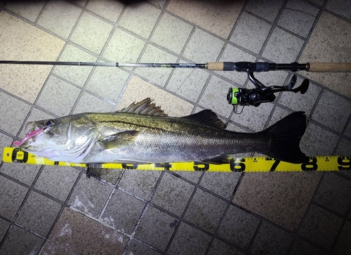 シーバスの釣果