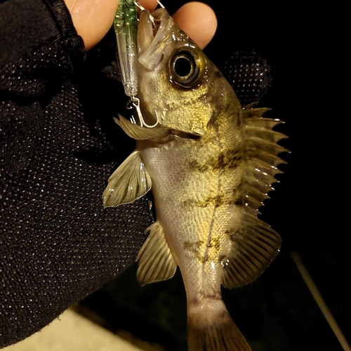 メバルの釣果