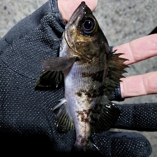 メバルの釣果