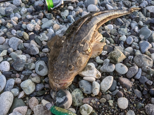 マゴチの釣果