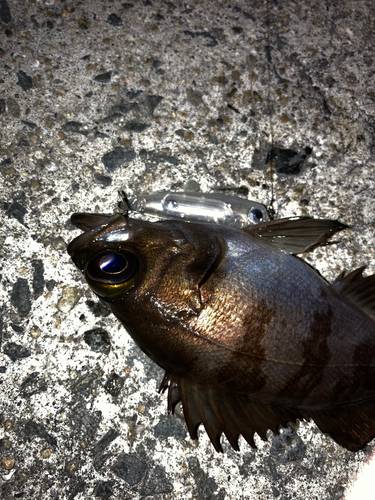 シロメバルの釣果