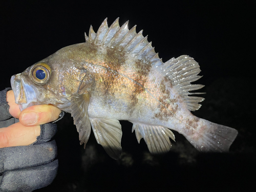 メバルの釣果