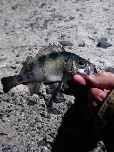 メバルの釣果